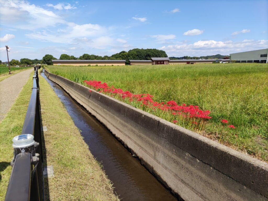 平城宮跡の彼岸花