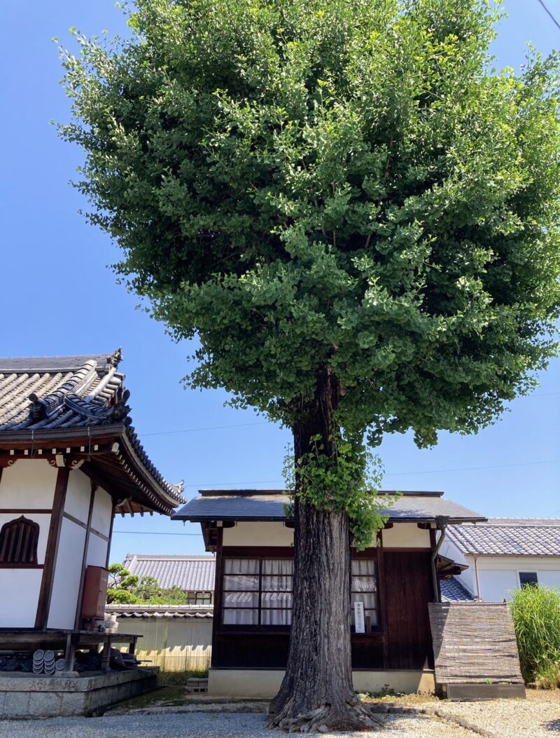 向原寺のイチョウの木